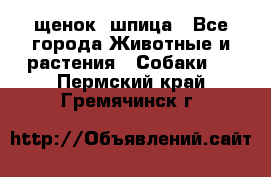 щенок  шпица - Все города Животные и растения » Собаки   . Пермский край,Гремячинск г.